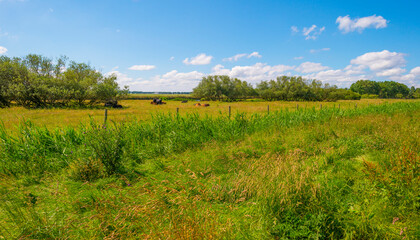 Obraz premium Herd of brown and black cows in a green grassy pasture below a blue cloudy sky in sunlight in spring
