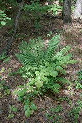 Common bracken in the forest.
