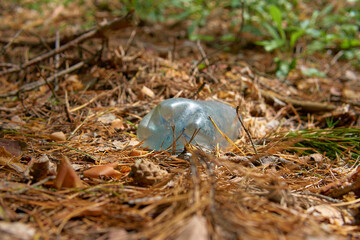 Old plastic bottle in the forest.