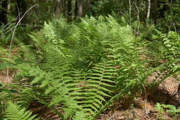 Common bracken in the forest.