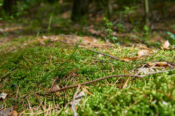 The moss in the forest.