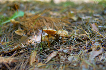 Mushrooms on forest floor.