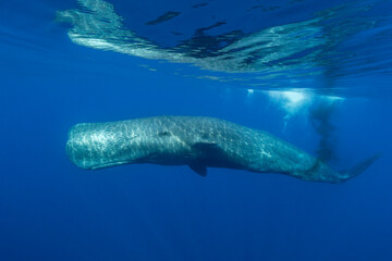 Sperm whale defecating near the surface, Ligurian Sea, Mediterranean, Italy.