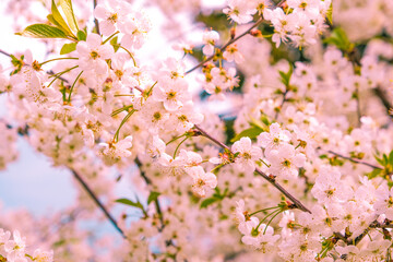 Beautiful spring cherry blossom. pink flowers on sky background.