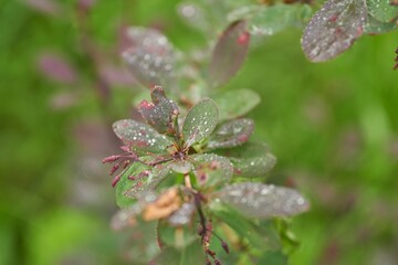 Raindrops on Berberis leaves close up.