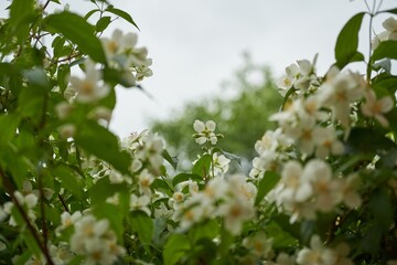 Flowering shrub of Philadelphus in the garden.