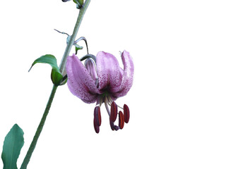 purple liiy flower isolated