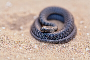 Snake is redy to attack in coils on sand