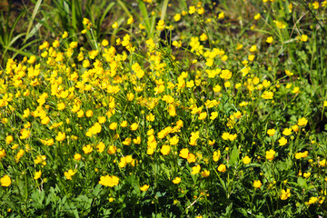 Ranunculus acris (meadow buttercup, tall buttercup, common buttercup, giant buttercup) in the park