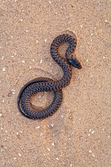 Black grass snake is coiling on sand above view