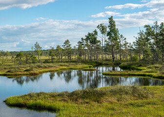 Fototapeta na wymiar beautiful summer bog landscape with lake, moss, bog pines and birches, peat bog flora