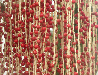 close up of red and white chain