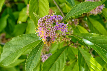 boule de pollen abeille