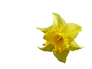 daffodil isolated on white