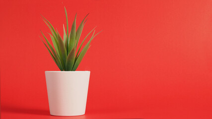 Artificial cactus plants or plastic or fake tree isolated on red background.