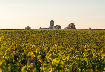 Fototapeta na wymiar Ripe Merlot grapes lit by warm late sunshine in Montagne vineyard near Saint Emilion, Gironde, Aquitaine. France