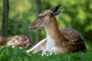 deer laying in the grass