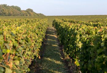 Ripe red Merlot grapes on rows of vines in a vienyard before the wine harvest in Saint Emilion...