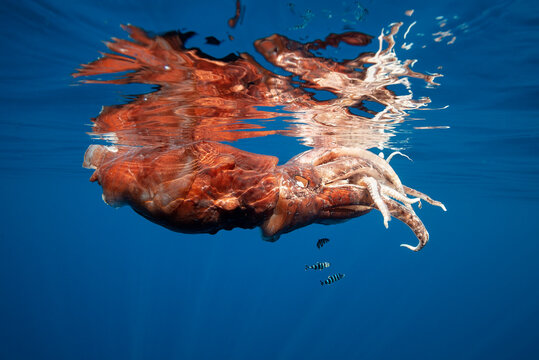 Injured giant squid floating near the surface with a school of pilot fish sheltering under it, Ligurian Sea, Mediterranean, Italy.