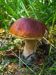 Cute porchini white mushroom growing in the forest healthy organic food 