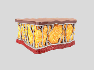 Fat cells. Inside human organism. 3d render