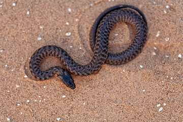 Fototapeta na wymiar Grass snake is coiling on sand above view, copyspace
