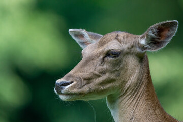 attentive deer in the forest