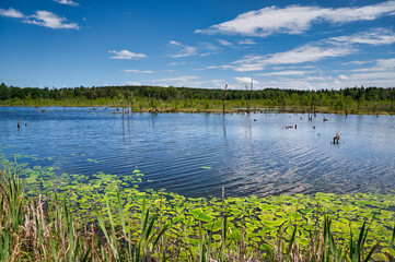 Neckarquelle auch Neckarursprung im Naturschutzgebiet Schwenninger Moos, Baden-Württemberg, Deutschland