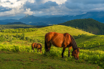 Fototapeta na wymiar Two horses in mountain Oiz, Basque Country