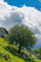 a scene of alone tree in a cloudy day