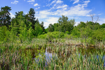 Neckarquelle auch Neckarursprung im Naturschutzgebiet Schwenninger Moos, Baden-Württemberg, Deutschland