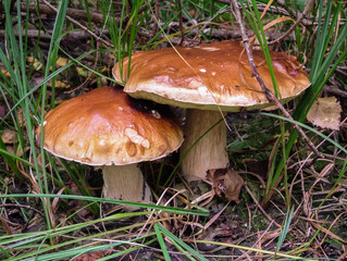 Cute porchini white mushroom growing in the forest healthy organic food 