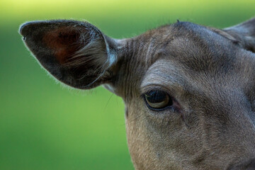 half face of a deer