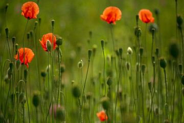 Wiese mit Blumen Mohn Mohnblumen Papaver