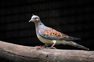 Turteltaube ( Streptopelia turtur ).