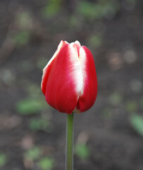 Detailed photo of colorful tulips in the garden