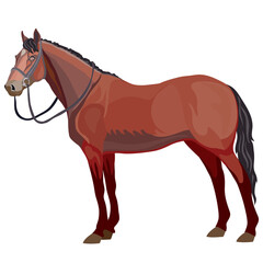 brown horse in natural style, isolated object on a white background, vector illustration,