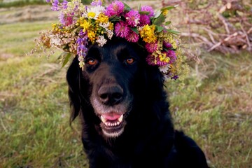 Black dog with a Midsummer flower wreath on his head. Old Latvian culture tradition LIGO. Midsummer night celebrating in Latvia.