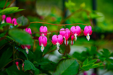 Serduszka okazała - Dicentra spectabilis  © Daniel