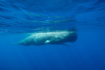 Sperm whale swimming with it's mouth open during the summer for cooling, Ligurian Sea, Mediterranean, Italy. © wildestanimal