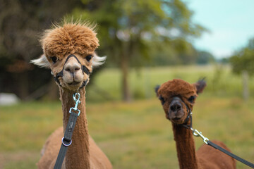 Fototapeta premium Alpaka Mutter mit ihrem Kind. Alpakas an Leinen auf Bauernhof.
