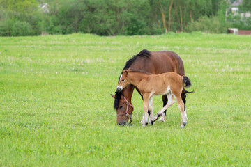 Obraz na płótnie Canvas A bay horse with a foal in a field on a grazing.