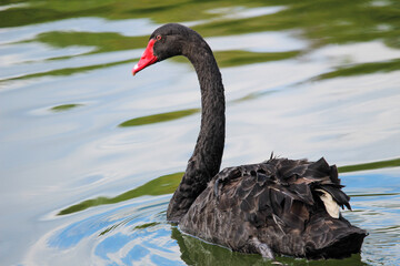 Fototapeta premium Closeup of a black swan in the lake
