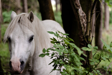 White horse in the wood
