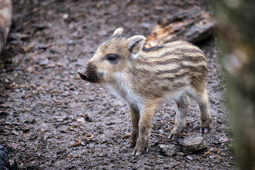 Wildschweine ( Sus scrofa ),