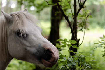 White horse in the wood