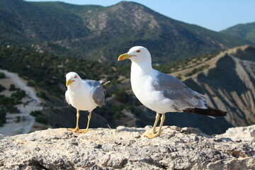 A pair of seagulls on stone