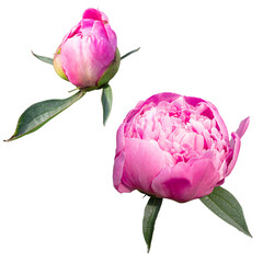 Pink peony flower and bud couple isolated on white background.