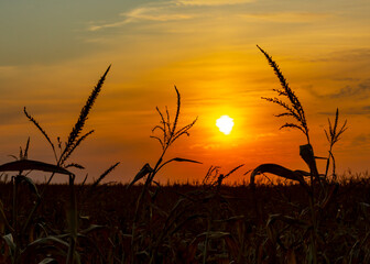 Obraz premium Silhouette of corn during sunset 