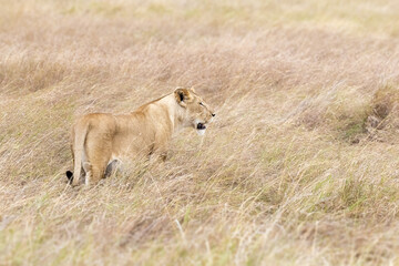 Naklejka na ściany i meble Young adult lioness camoflagied in the long, dry grass of the Masai Mar